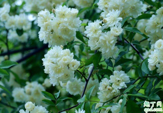 山木香好养活不 养植山木香需注意哪些事项