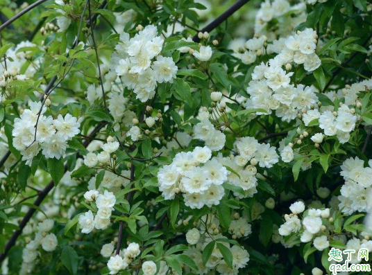 山木香好养活不 养植山木香需注意哪些事项