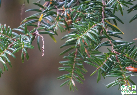 铁杉好养活吗 铁杉怎么样长得旺盛