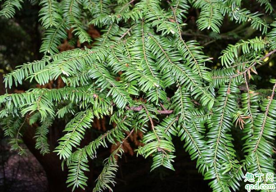 铁杉好养活吗 铁杉怎么样长得旺盛