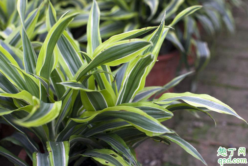 吊兰叶尖发黑正常吗 吊兰叶尖发黑怎么补救