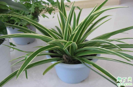 吊兰叶尖发黑正常吗 吊兰叶尖发黑怎么补救