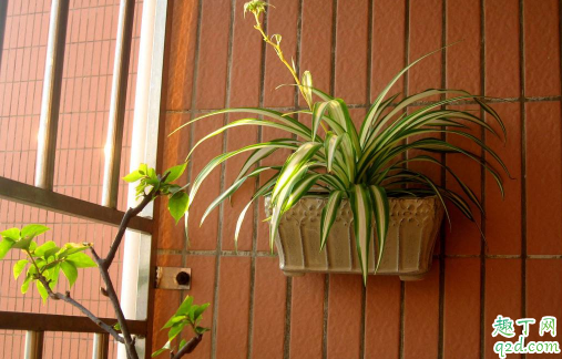吊兰叶尖发黑正常吗 吊兰叶尖发黑怎么补救