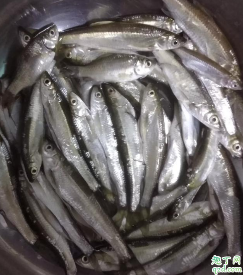 野钓时如何快速钓麦穗 钓上的麦穗怎么做好吃