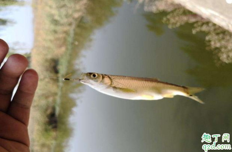 野钓时如何快速钓麦穗 钓上的麦穗怎么做好吃