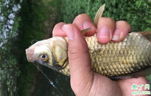 4.5米的鱼竿用多长的线加子线好 钓鱼人喜欢夜钓是什么心态