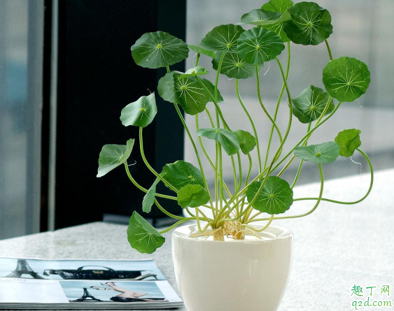 铜钱草放在房间有毒吗 铜钱草一般放在家里什么位置