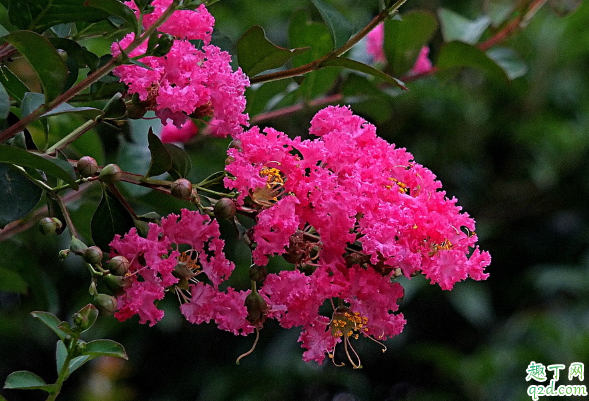 百日红在室内养植好不好 百日红怎么养长得旺盛