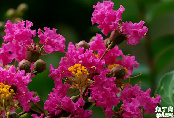 百日红在室内养植好不好 百日红怎么养长得旺盛