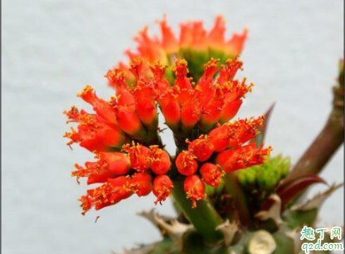 喷火龙烂根怎么回事 喷火龙老是烂根怎么解决