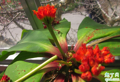 喷火龙烂根怎么回事 喷火龙老是烂根怎么解决