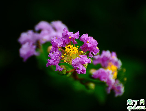 百日红好养活不 怎样增加百日红盛花期