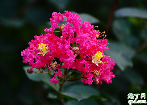 百日红好养活不 怎样增加百日红盛花期