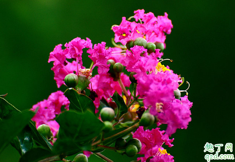 百日红好养活不 怎样增加百日红盛花期