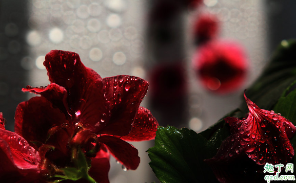 蝴蝶梅好养活吗 蝴蝶梅怎样养易成活