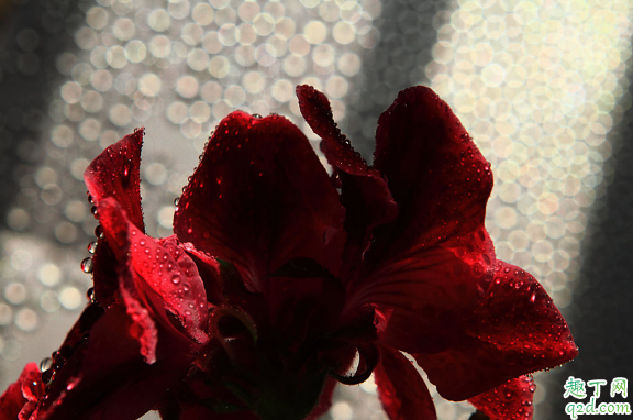 蝴蝶梅好养活吗 蝴蝶梅怎样养易成活