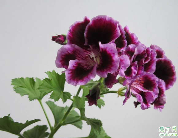 蝴蝶梅好养活吗 蝴蝶梅怎样养易成活