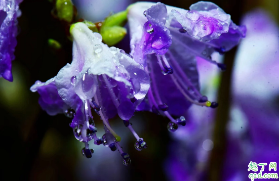 蝴蝶梅为啥老黄叶 蝴蝶梅黄叶子怎么救