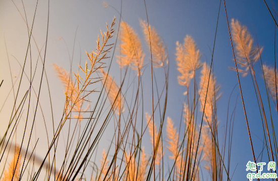 猫尾草容易成活吗 猫尾草养殖哪些是要注意的