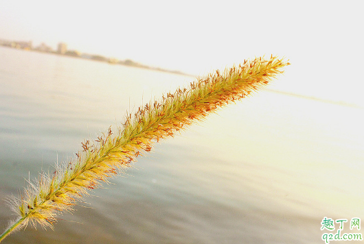 猫尾草容易成活吗 猫尾草养殖哪些是要注意的