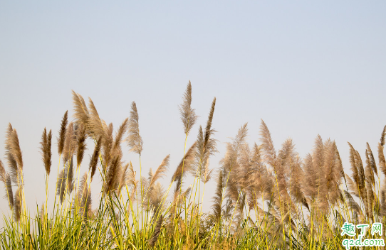 猫尾草容易成活吗 猫尾草养殖哪些是要注意的