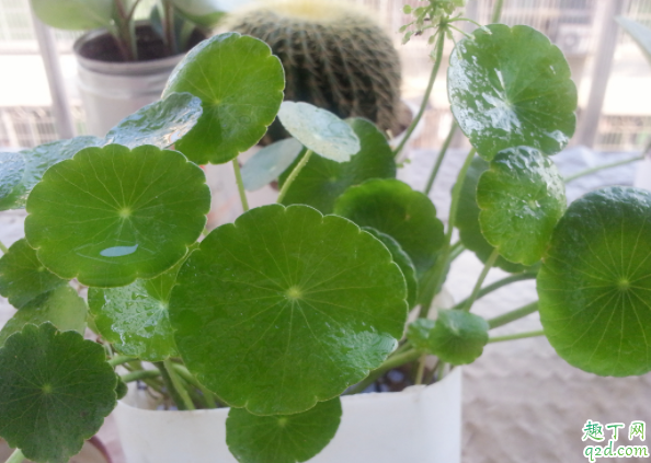 金钱草为什么老开花 铜钱草用什么肥料最好