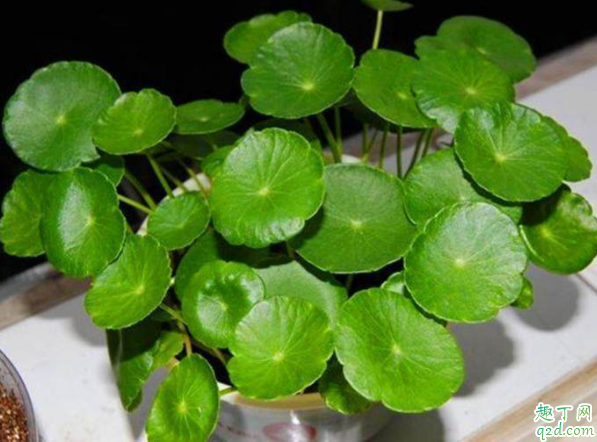 金钱草为什么老开花 铜钱草用什么肥料最好