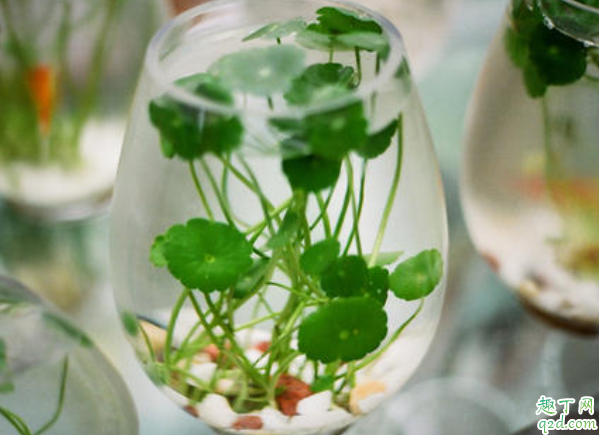 金钱草为什么老开花 铜钱草用什么肥料最好