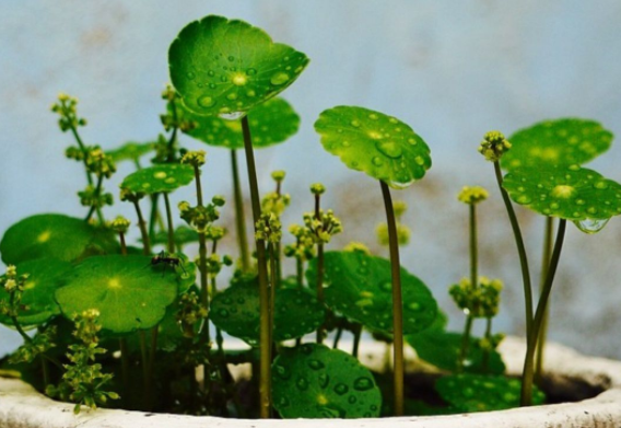 铜钱草长得很高怎么办 铜钱草怎么防止徒长