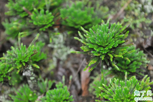卷柏可以水培吗 养卷柏哪些事项是要注意的