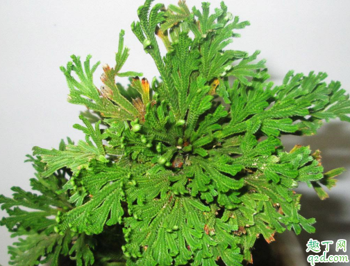 卷柏可以水培吗 养卷柏哪些事项是要注意的