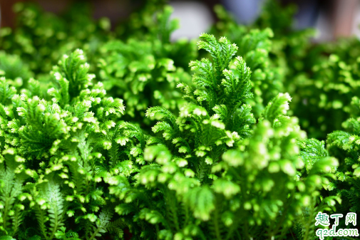 卷柏可以水培吗 养卷柏哪些事项是要注意的