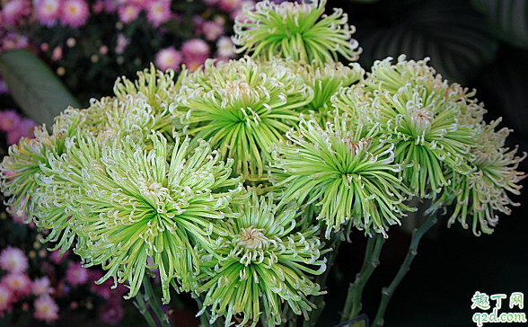 多头菊花期是啥时候 多头菊花期结束之后要怎么打理