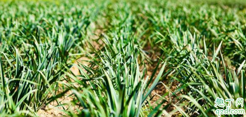 大蒜苗期发生黄化的原因 大蒜苗期黄化怎么办