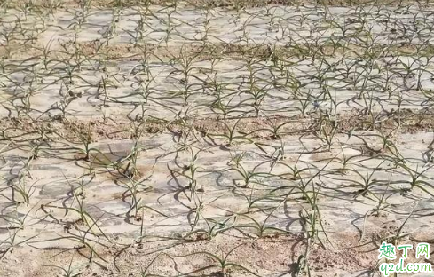 大蒜苗期发生黄化的原因 大蒜苗期黄化怎么办