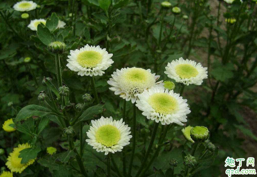 多头菊生长期一定要摘心吗 多头菊花期结束之后要怎么打理