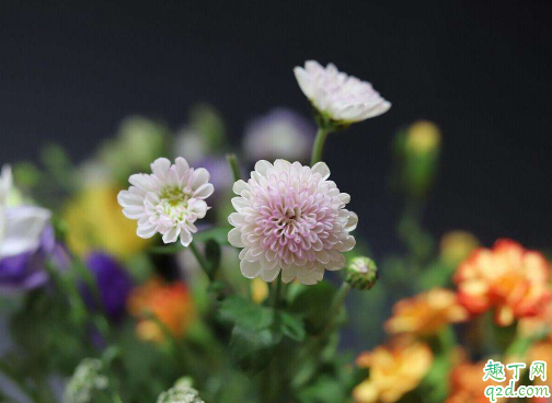 多头菊生长期一定要摘心吗 多头菊花期结束之后要怎么打理