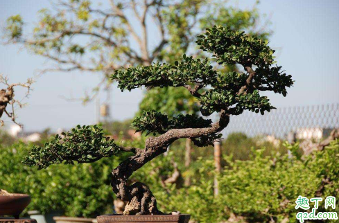 象牙树好养活吗 象牙树怎么养长得旺盛