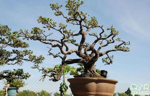 象牙树好养活吗 象牙树怎么养长得旺盛