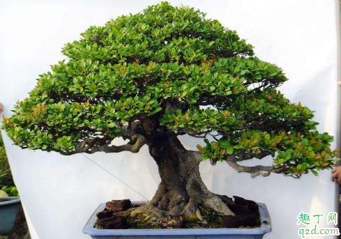 象牙树好养活吗 象牙树怎么养长得旺盛