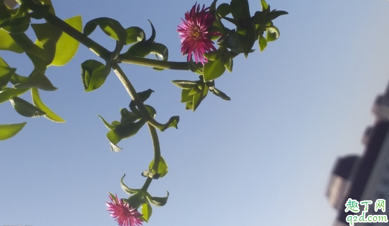 牡丹吊兰啥时候种成活率高 种牡丹吊兰时哪些是要注意的