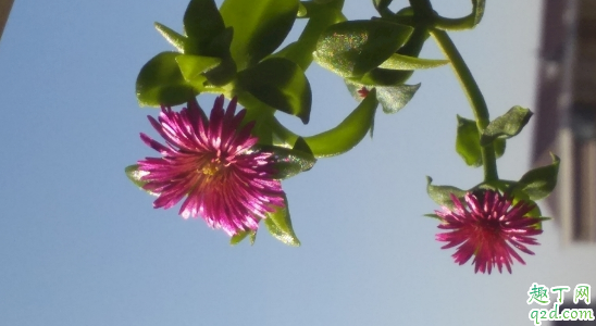 牡丹吊兰啥时候种成活率高 种牡丹吊兰时哪些是要注意的