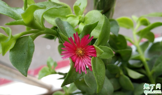 牡丹吊兰啥时候种成活率高 种牡丹吊兰时哪些是要注意的