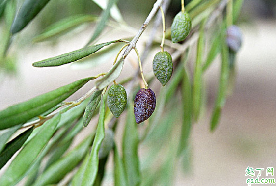 乌榄怎么嫁接成活率高 乌榄养植需要注意哪些事项