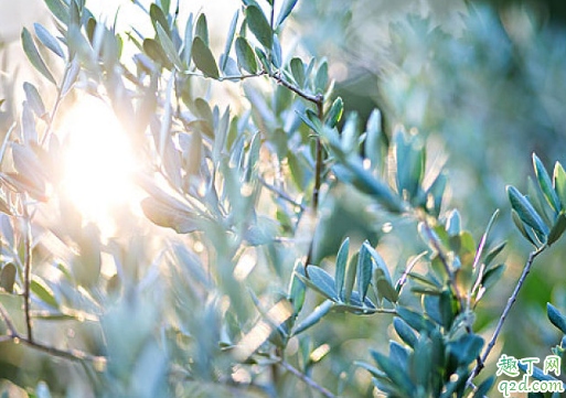 乌榄怎么嫁接成活率高 乌榄养植需要注意哪些事项