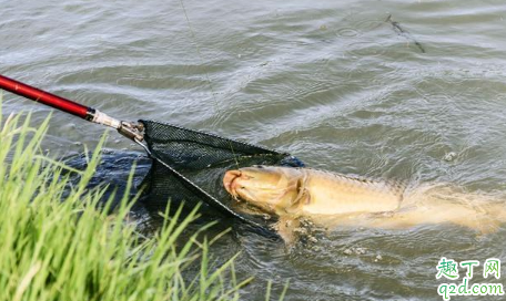 野外垂钓怎么知道有什么鱼 野钓用多大的线钩合适
