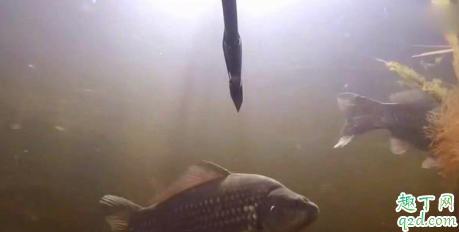 野外垂钓怎么知道有什么鱼 野钓用多大的线钩合适