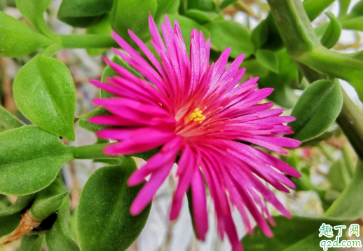 牡丹吊兰10月份扦插可以吗 牡丹吊兰怎么插扦容易成活