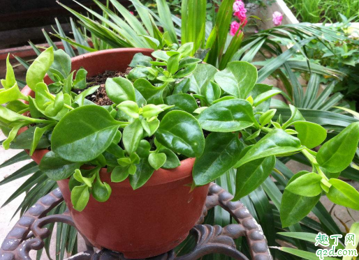 牡丹吊兰10月份扦插可以吗 牡丹吊兰怎么插扦容易成活