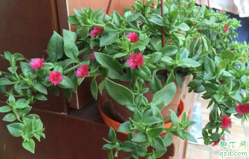 牡丹吊兰10月份扦插可以吗 牡丹吊兰怎么插扦容易成活